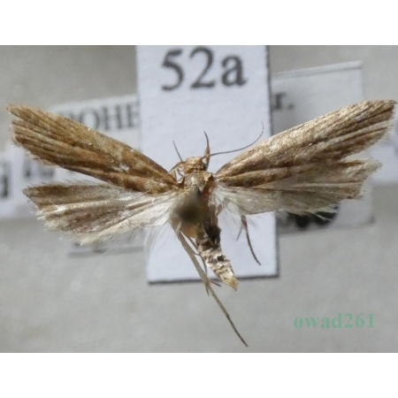 Helcystogramma lutatella (Herrich-Schäffer, 1854) Czech52a